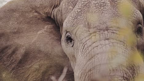 ojo de elefante africano retrato de cerca en el parque nacional serengeti en tanzania en áfrica, detalle extremo de cerca de los ojos y la cara de los elefantes en la vida silvestre africana safari animales game drive