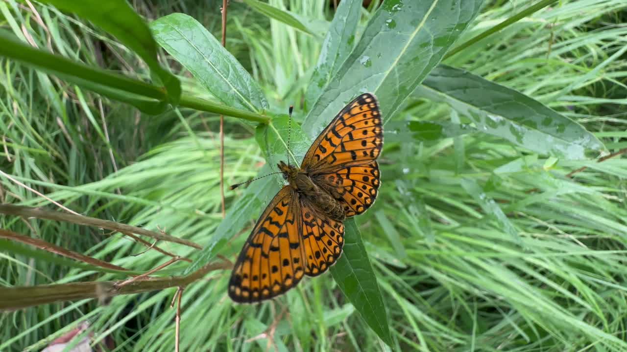 Small pearl-bordered fritillary (Boloria selene) butterfly flapping its wings. Saaremaa, Estonia