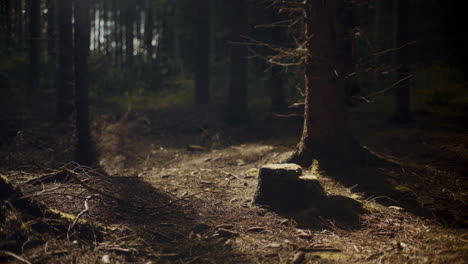 Tranquil-scene-of-trees-in-forest