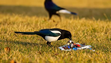 a magpie foraging on the ground, inspecting various discarded materials and colorful wrappers amidst the golden grass, showcasing its curiosity and scavenging behavior