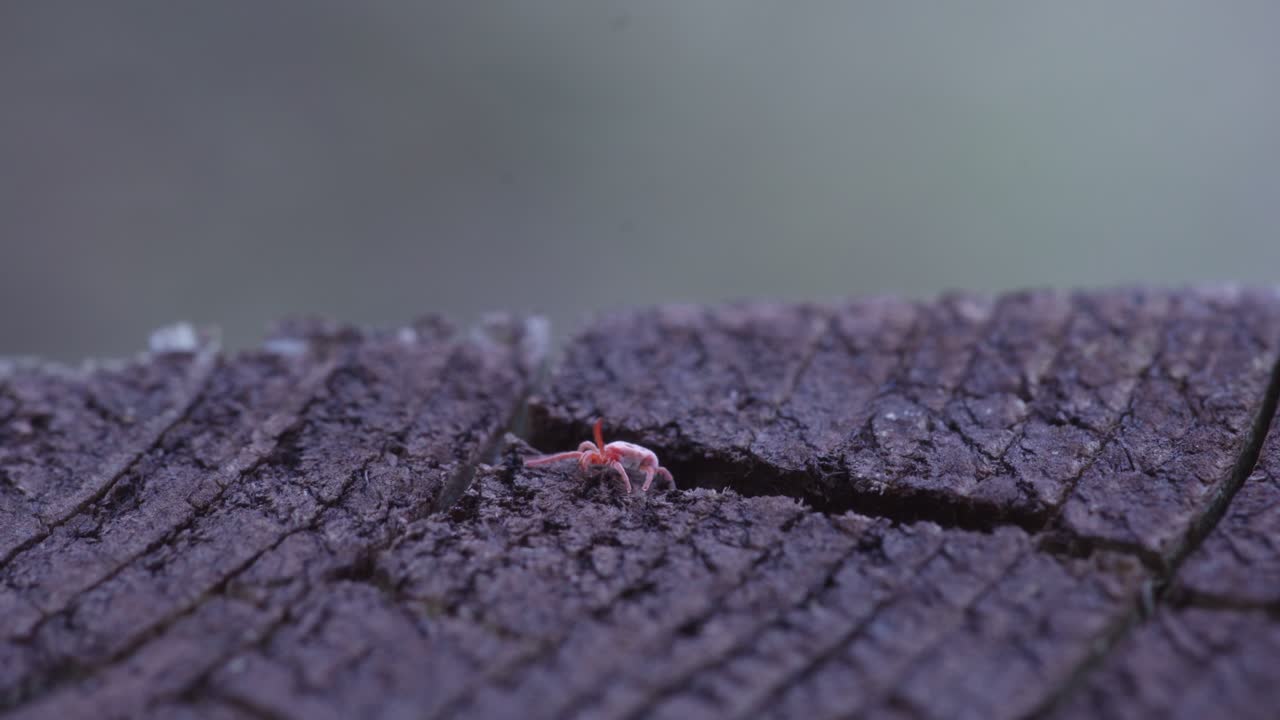 Red Velvet Mite Crawling on Wet Wooden Surface - Close Up Soft Focus