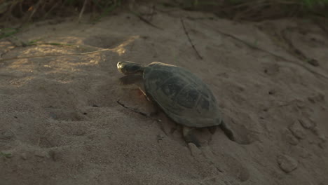Selous_Turtle walking uphill through sand