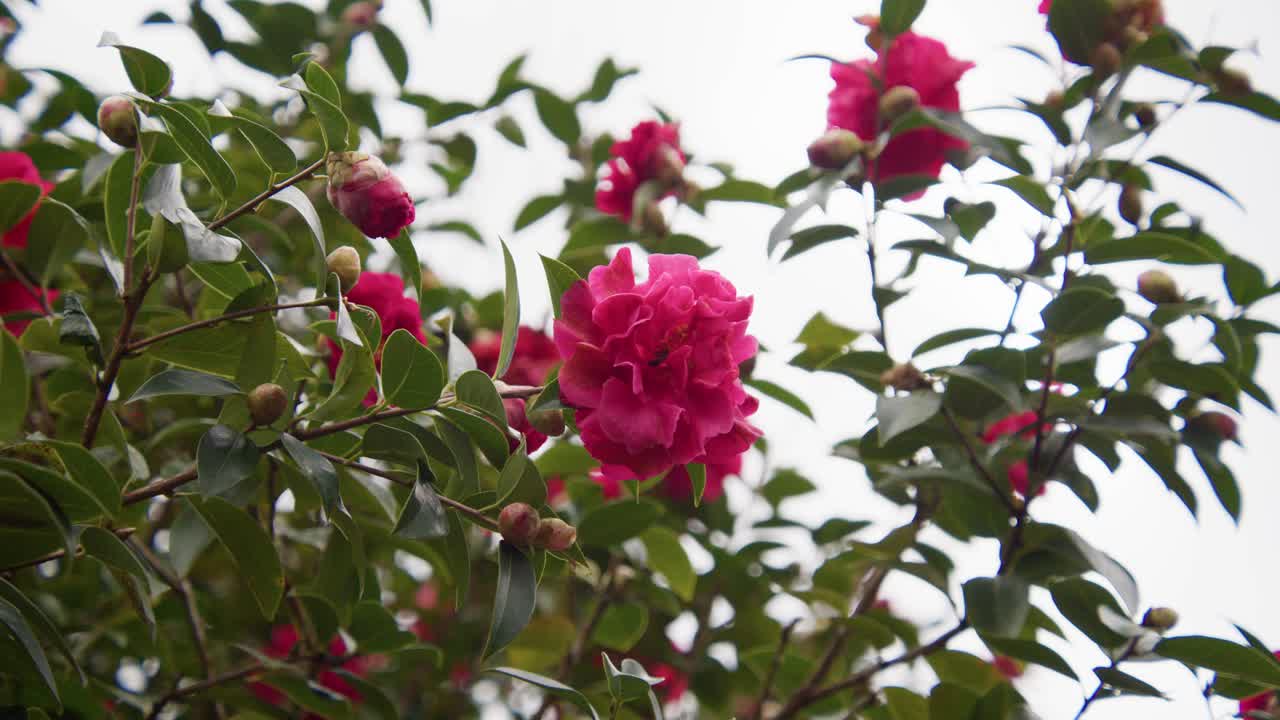 A vibrant camellia in full bloom with soft petals and rich details. Captured in 4K slow motion, this shot showcases the elegance of nature and botanical beauty.