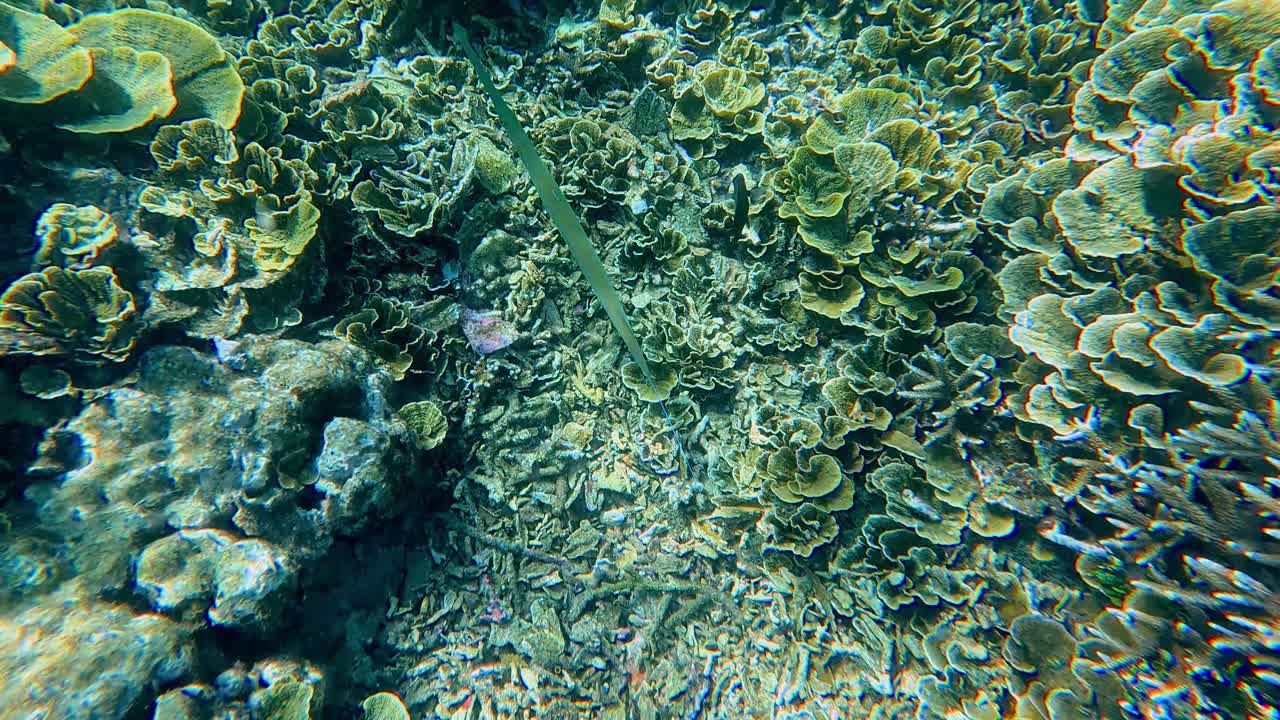 Carrellata su un pesce flauto maculato blu (Fistularia commersonii) mimetizzato e che nuota tra la densa turbinaria reniformis (corallo a scorrimento giallo) e il corallo a corna di cervo (acropora cervicornis).