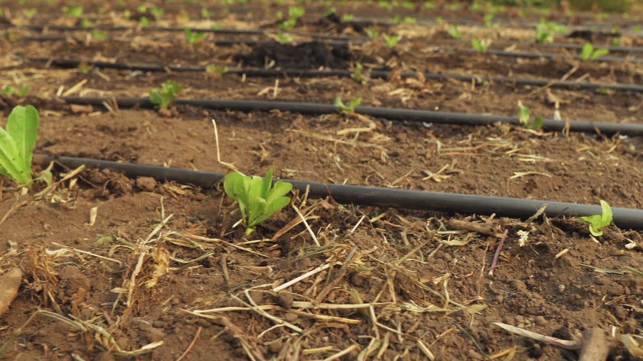 manos del hombre plantando una nueva cosecha de lechuga orgánica en el parche de tierra