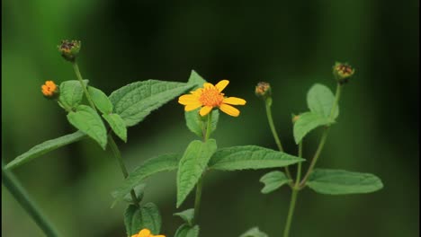 yellow wildflower in nature