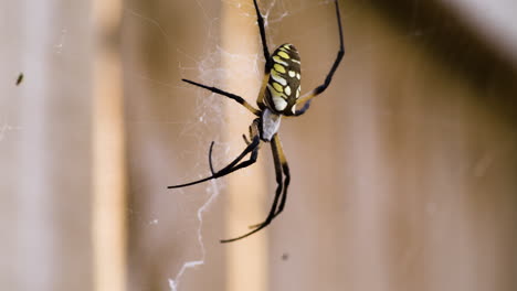 a large yellow garden spider hangs on a web