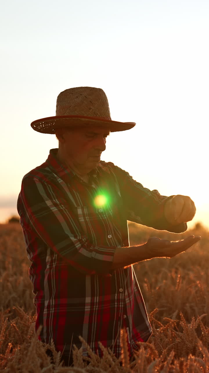 Adult man in straw hat extracts grains from wheat ears. Farmer checking his crop of corn in the field at sunset. Vertical video