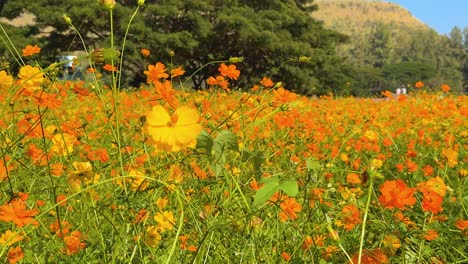 colorful flowers bloom under a clear blue sky