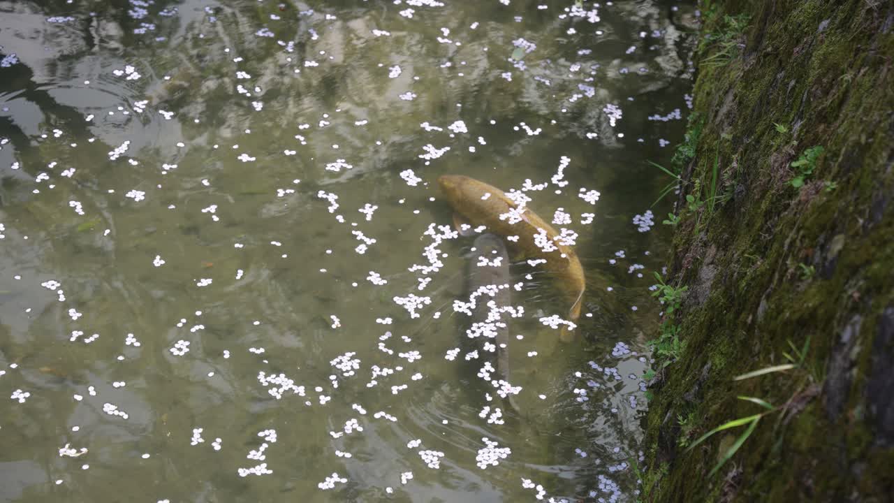 Japanese Carp in Spring, Sakura Petals Flowing Through Philosopher's Path Canal