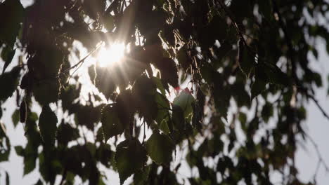 Sunlight-shines-through-leaves-of-a-tree