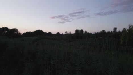 Luftaufnahme-Von-Kiefernbäumen-Am-Abend-In-Dänemark,-Europa-–-Dolly-Aufnahme