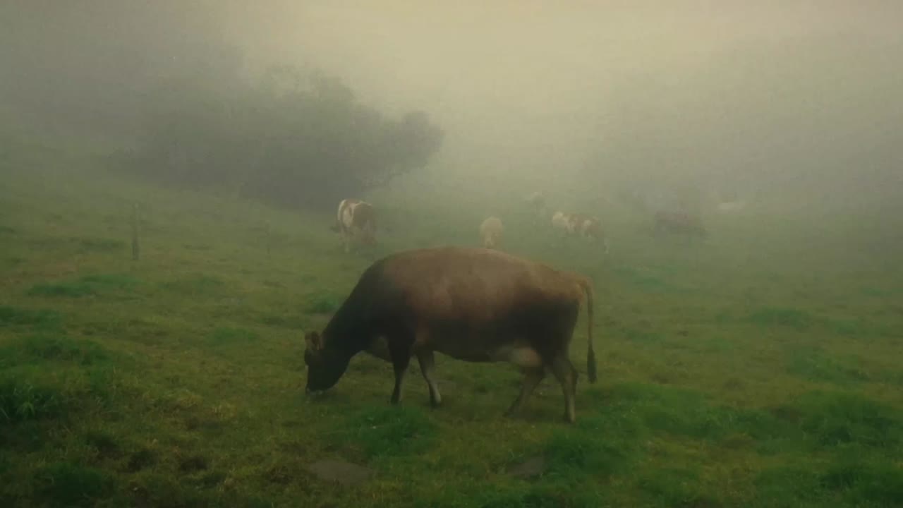 коричневая корова ест траву в тумане