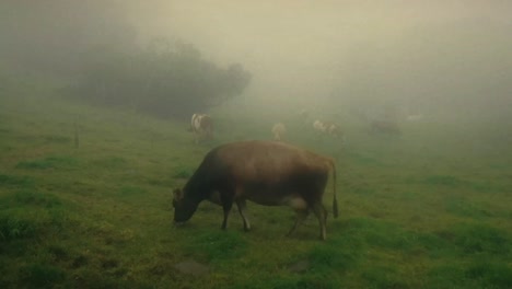 vaca marrón comiendo hierba en la niebla