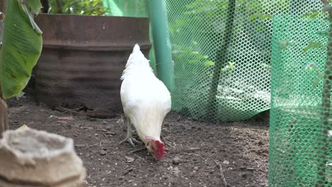 Pov-A-Un-Pollo-En-Una-Granja-Libre-De-Jaulas-Mientras-Come-Comida-En-El-Suelo