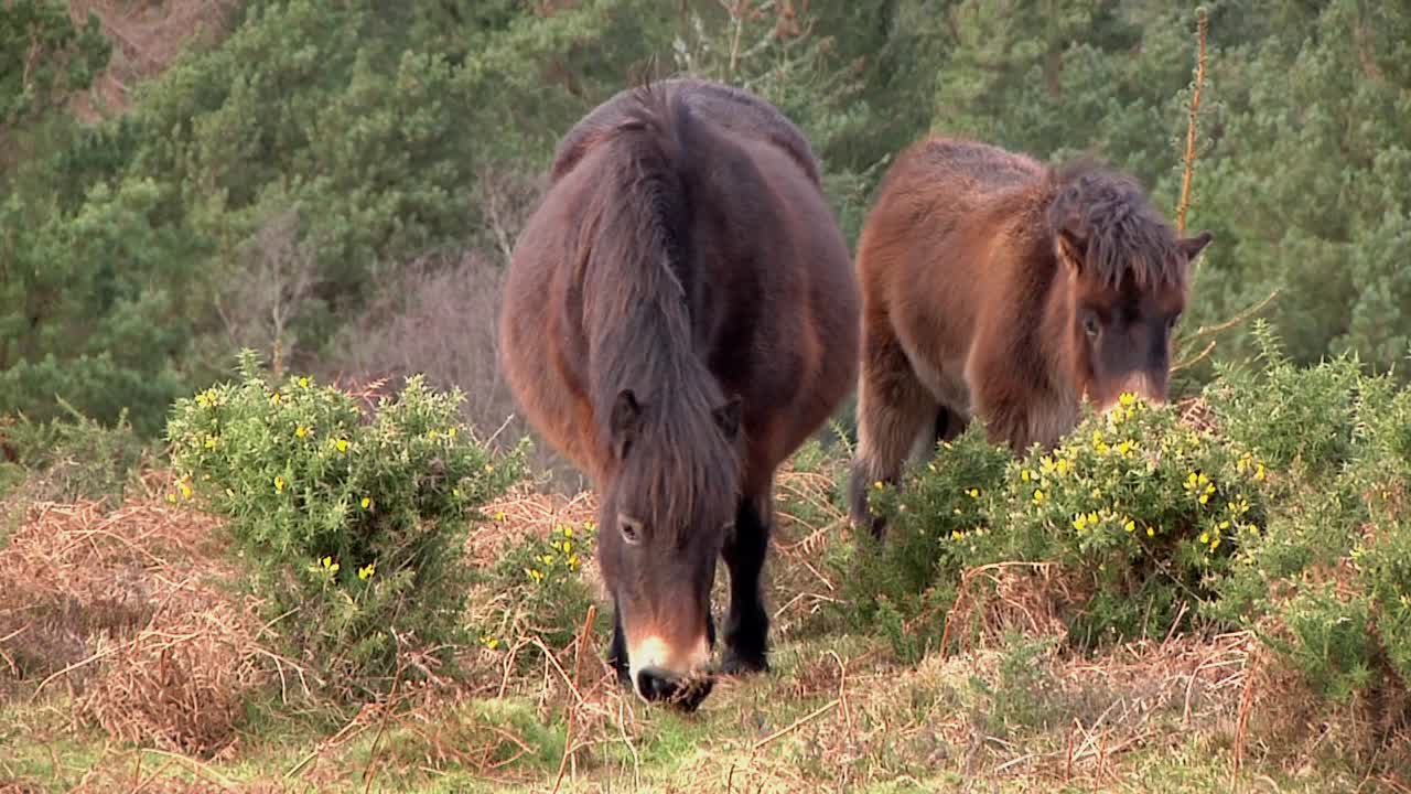 Two Exmoor Ponies grazing. Somerset. England. UK