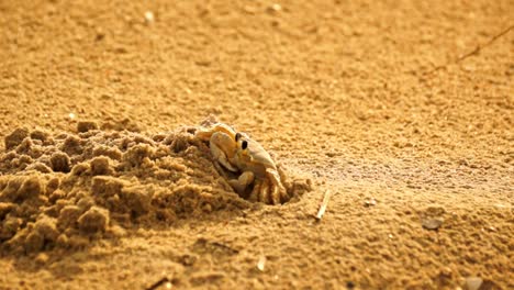 sand crab coming out of it's den and walking off screen to the left