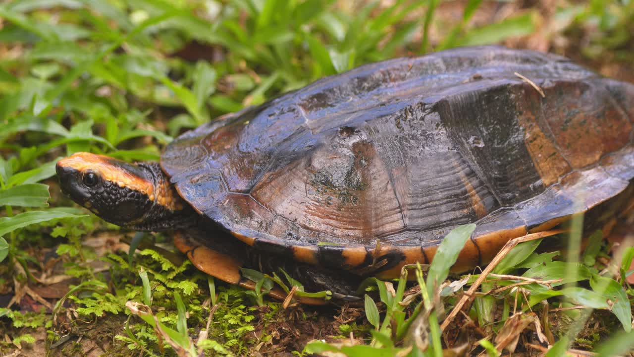 Twist-necked turtle emerges slowly, extending its neck and scanning surroundings in Peru’s rainforest.