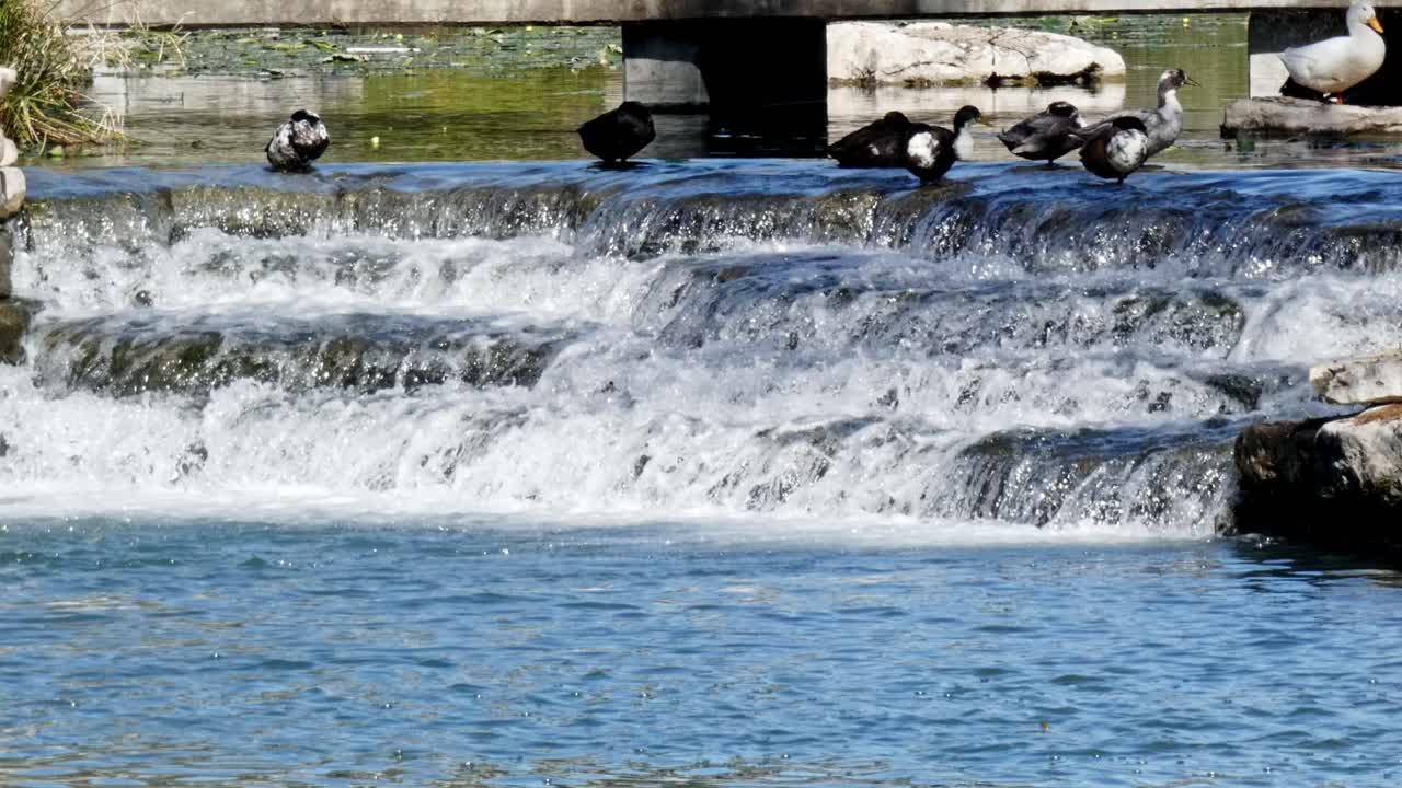 강 아래로 계단식 물과 함께 위어에 앉아있는 오리