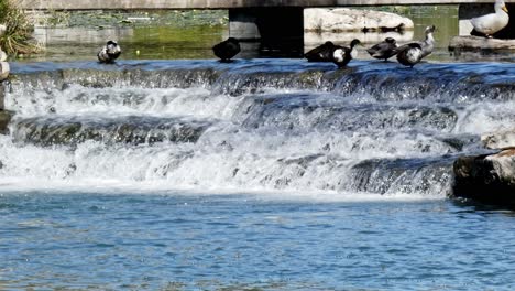 ducks sitting on to of a weir with the water cascading down river