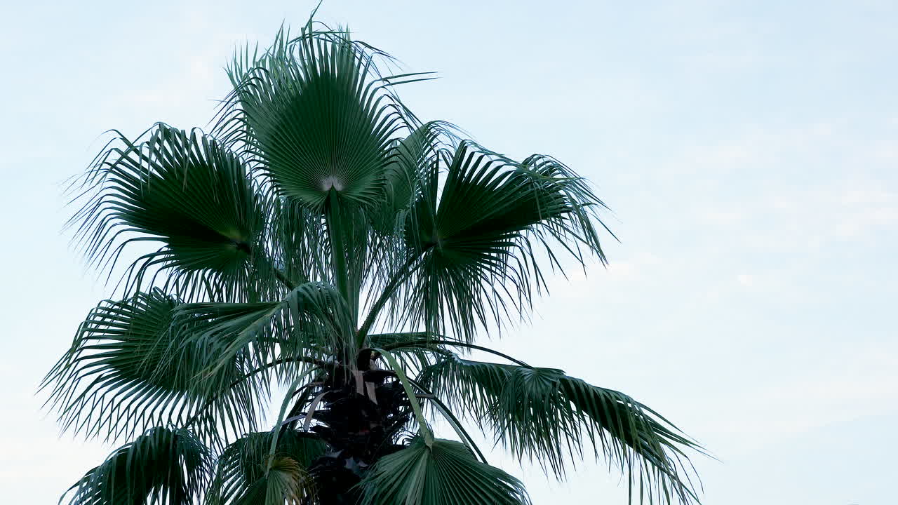 Big palm tree over the blue sky