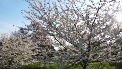 Excelente-Vista-Aérea-Giratoria-De-Cerezos-En-Un-Parque-En-Bethesda,-Maryland