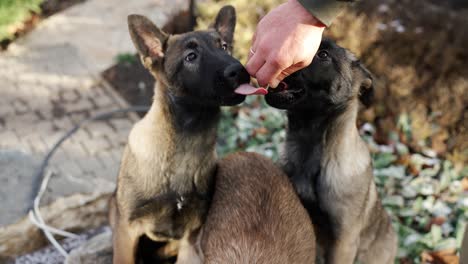 mixed breed german shepherd 3 dogs having threats from the owner, slow motion