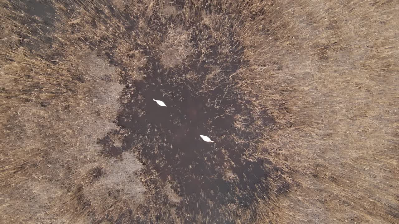 An aerial view captures two white swans gracefully floating in a dark marshland, surrounded by golden-brown reeds.