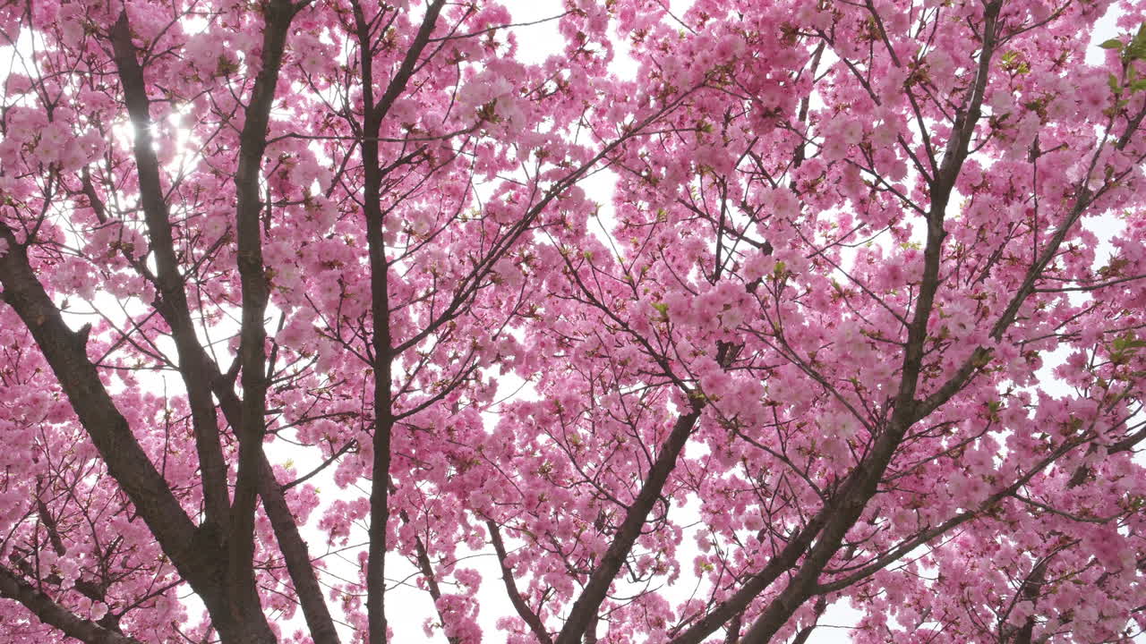 delicadas flores de cerezo en plena floración, una señal suave de la llegada de la primavera, capturada en un enfoque suave con la sutil luz del sol