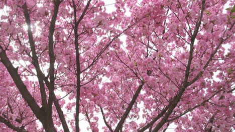 delicadas flores de cerezo en plena floración, una señal suave de la llegada de la primavera, capturada en un enfoque suave con la sutil luz del sol