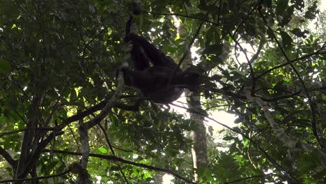 Chimpancé-Columpiándose,-Bosque-De-Kibale,-Uganda