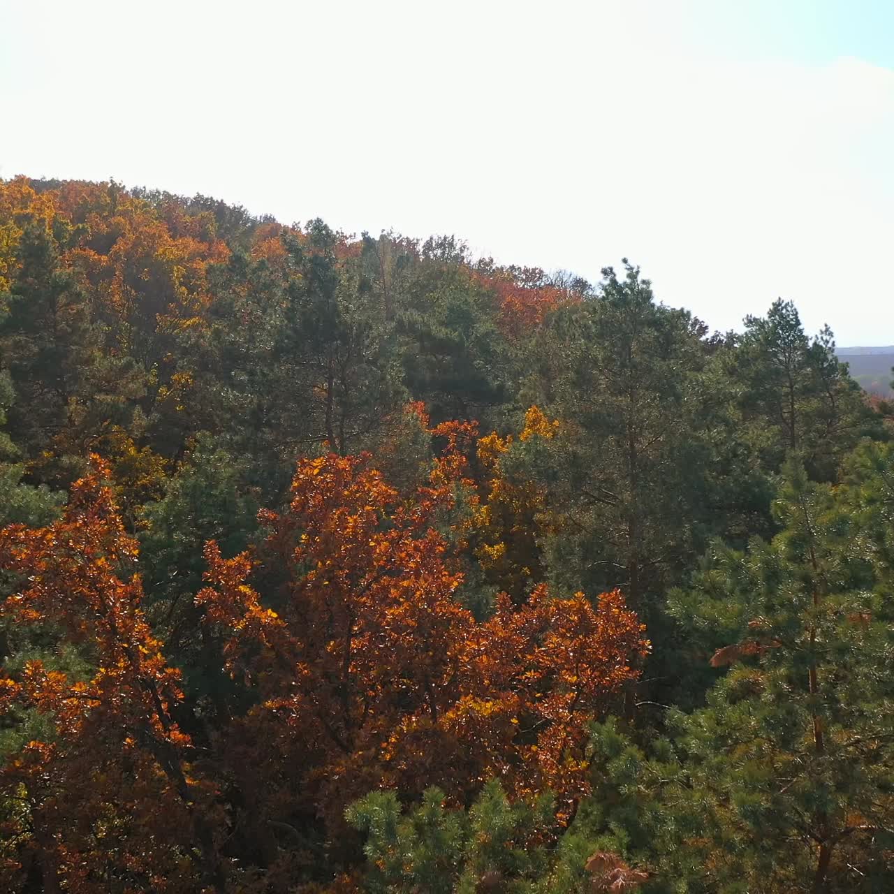 Beautiful autumn nature landscape