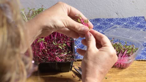 woman-arranging-cuts-of-beetroot-sprouts-hands-back