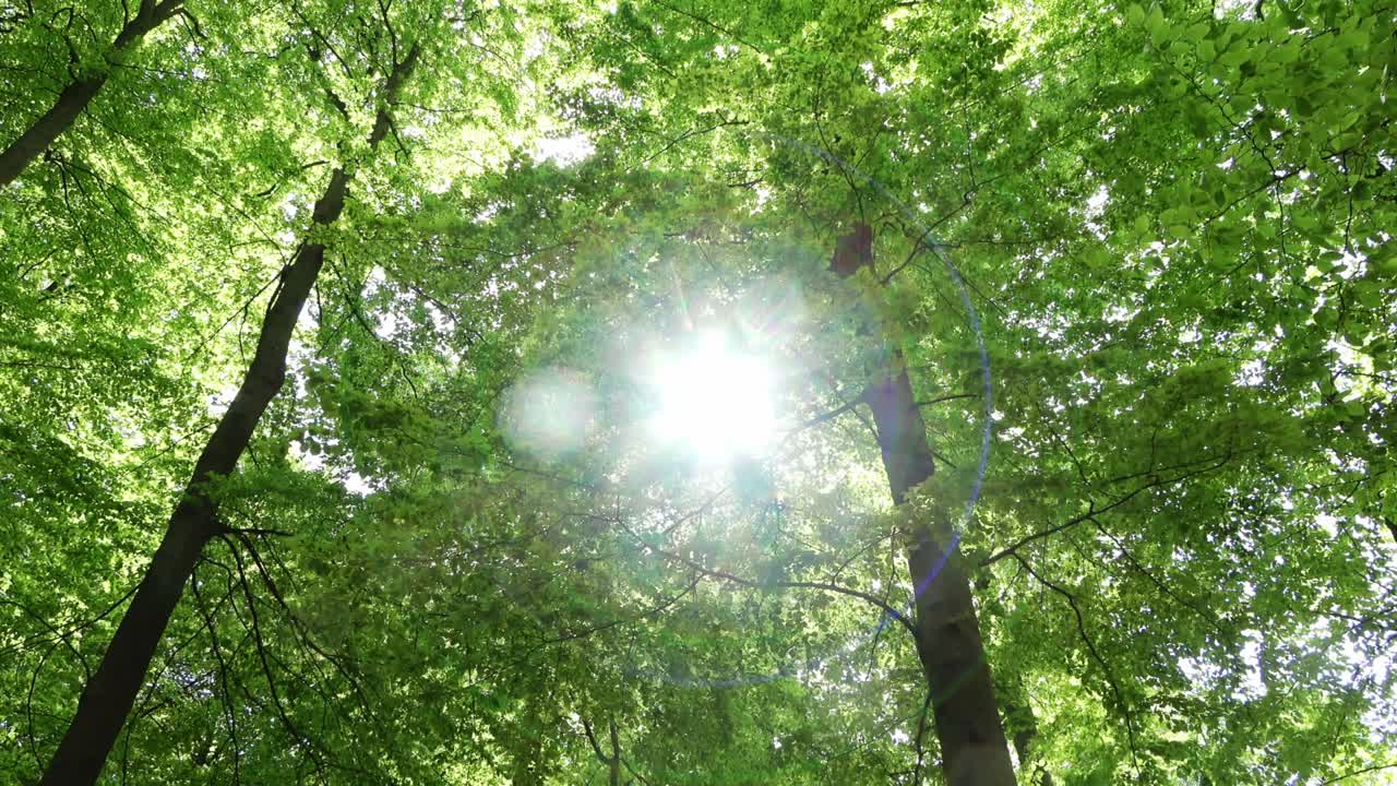 hermosa vista en un denso bosque verde con la luz del sol brillante proyectando una sombra profunda