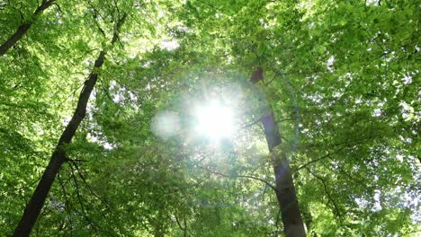 beautiful view into a dense green forest with bright sunlight casting deep shadow