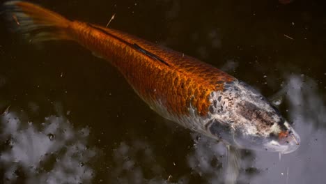 Vibrant-Metallic-Coloration-of-Koi-Fish-at-Water-Surface,-Closeup