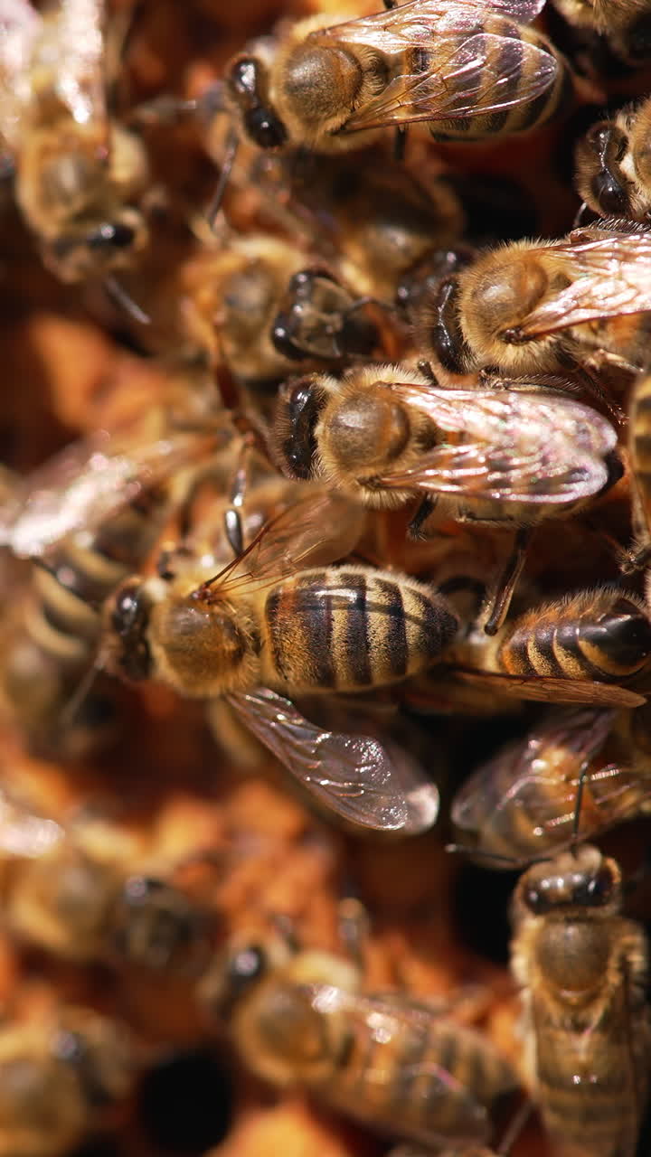 Striped bees working on frame. Beautiful honey insects fluttering wings while packing fresh honey. Macro shot.. Vertical video