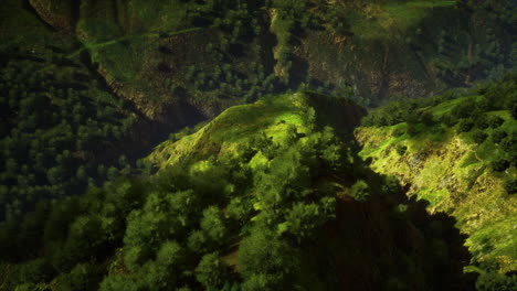 tropical forest in morning view of highland malaysia