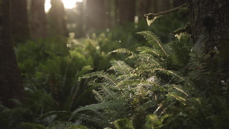 Exuberante-Bosque-Verde-Con-Rayo-De-Sol-Dorado