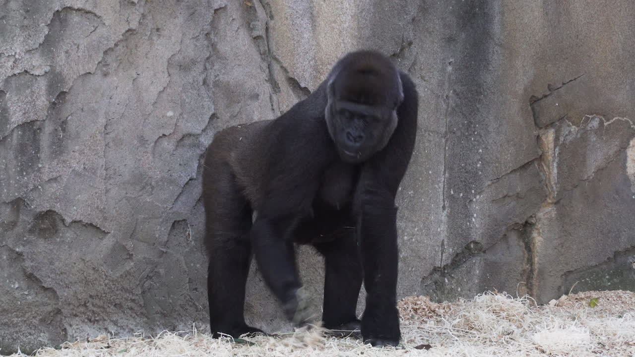Gorilla femmina in piedi a mangiare fieno nello zoo