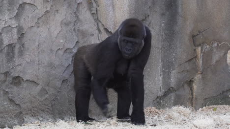 gorila hembra parada y comiendo heno en el zoológico