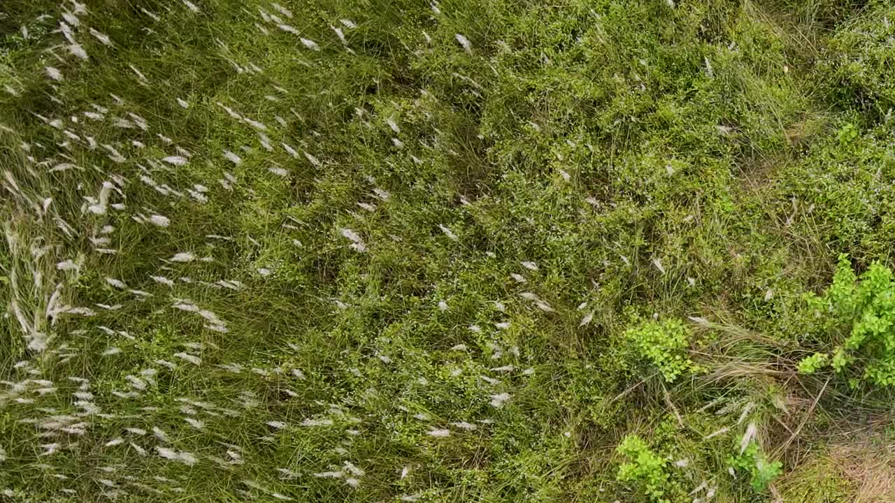 Wind sweeps through tall kans grass in rural Bangladesh, creating a moving field of white plumes and wild greenery—an atmospheric natural texture for storytelling, landscapes, or seasonal transitions