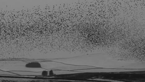 European Starling murmuration with snow covered hills in the background