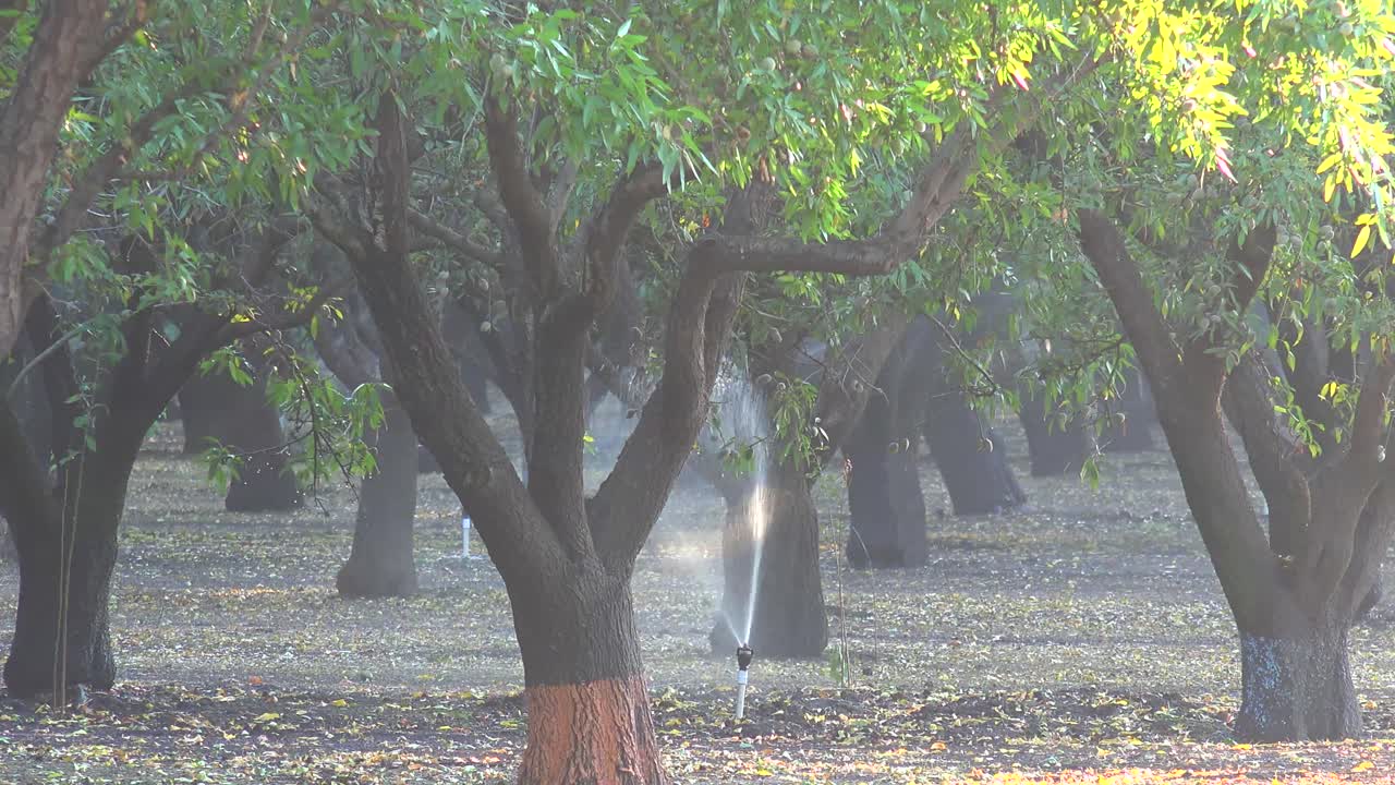 아몬드 나무는 가뭄 2 기간 동안 캘리포니아 필드에 물을 줍니다