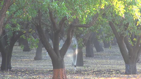 los almendros se riegan en un campo de california durante un período de sequía 2