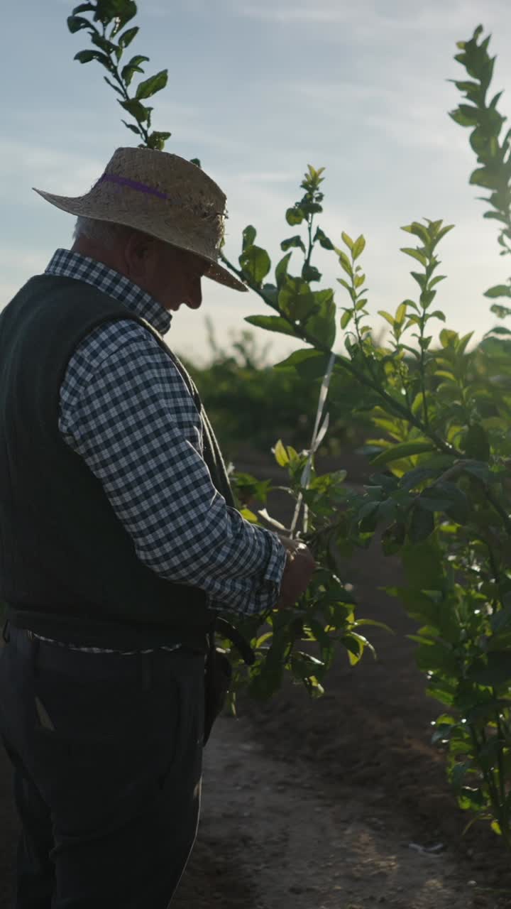 Farmer Tending Young Trees in a Sunny Field