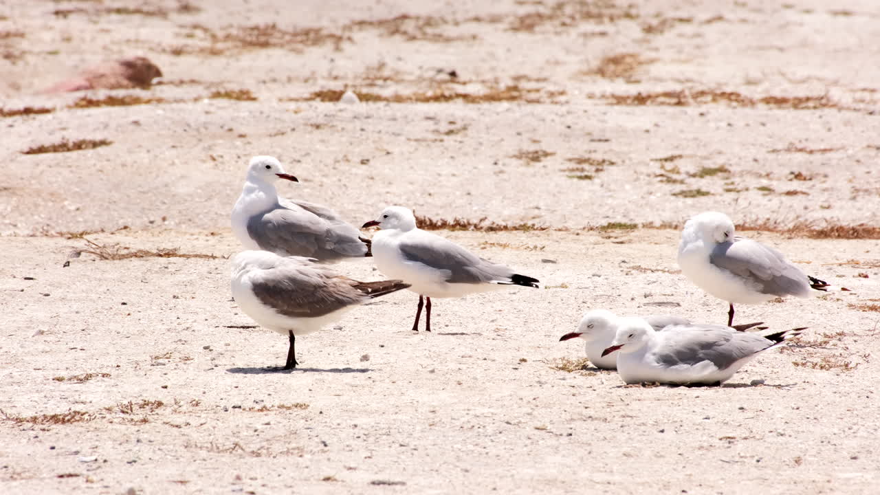 Hartlaub's seagulls grooming and sitting on west coast shoreline, telephoto