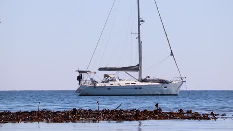 Inclinarse-Hacia-Arriba-Desde-El-Bosque-De-Algas-Marinas-Flotando-Y-Balanceándose-En-Mar-Abierto-Revela-Un-Velero-Anclado