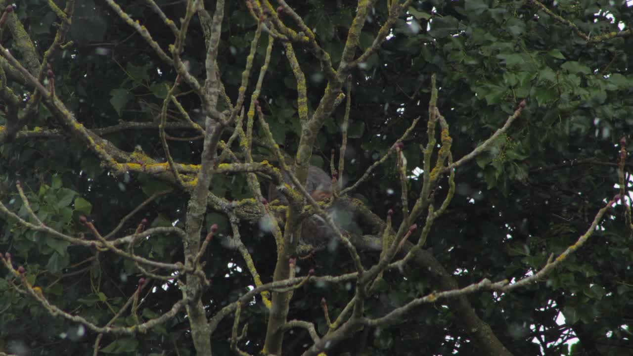 ardilla gris limpiando su cola sentada en la rama de un árbol en la nieve