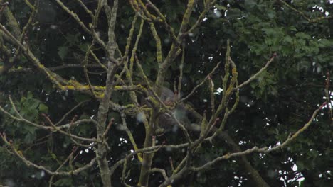 Ardilla-Gris-Limpiando-Su-Cola-Sentada-En-La-Rama-De-Un-árbol-En-La-Nieve